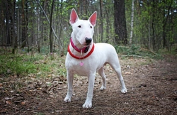 Breed Club Kidney Testing: Ensuring Healthy English Bull Terriers