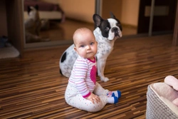 Essential safety advice for dogs and babies: 6 key tips
