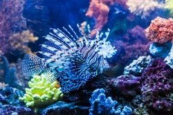 Top 10 Common Mistakes Novice Marine Aquarium Keepers Make