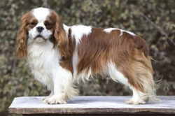 Pedigree Dogs Exposed: BBC's Impact on Breed Standards