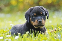 10 Things to Know About Rottweilers Before Buying