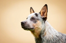 Canine Diet & Cancer: Nutritional Support for Dogs with Cancer