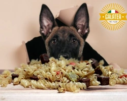 Come offrire un cibo completo al tuo cane