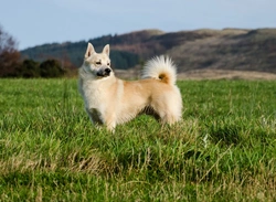 The Norwegian Buhund: Charming, Loyal Family Dog