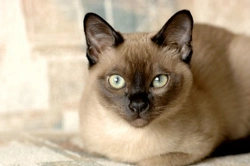 The Tonkinese Cat Breed: Appearance, Personality & Care