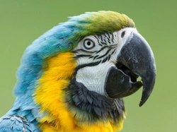 Complete Guide to Keeping Parrots as Pets
