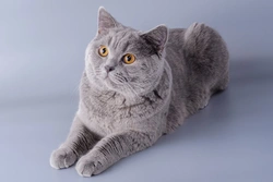 5 FAQs About the Physical Attributes of Cats
