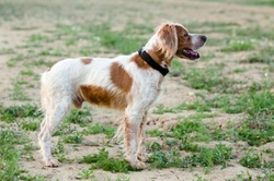 Hereditary Health and Conformation of the Brittany Spaniel