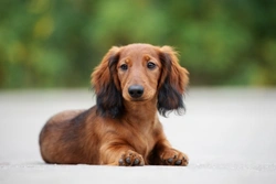 3 Dog Breeds to Consider Instead of a Dachshund