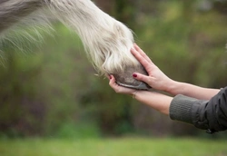 How to Keep Horse Hooves Healthy and Strong This Summer