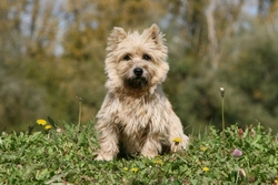 Grooming and Caring for Your Cairn Terrier: Essential Tips