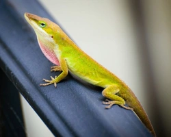 What is an Anole? A Guide to This Colour-Changing Lizard