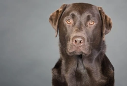 Labrador Retriever Hereditary Health Testing Guide