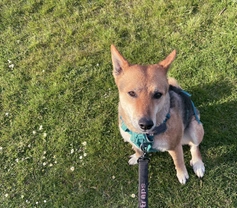 Dassa the Rescue Dog: Inspiring Adoption Story