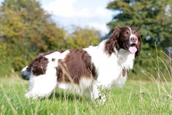 Complete Guide to Training Your Springer Spaniel Right