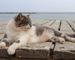 Associazioni animali: Gli Amici di Romeo