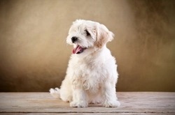 Top Tips to Manage Allergies in Bichon Frise Dogs