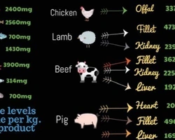 La taurina, importante molecola per la salute del gatto