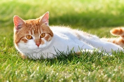6 Safe Ways to Keep Cats Out of Your Garden Areas