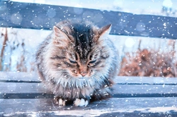 5 Essential Autumn Cat Health Tips UK Vets Recommend 2025