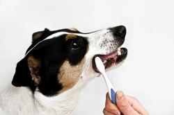Comprehensive Guide to Dental Care for Dogs