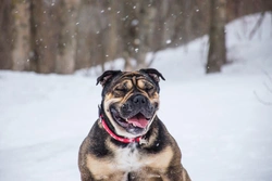 5 Key Questions on Caring for Dogs During Winter