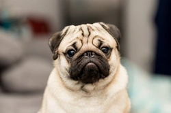 Is the Pug’s Popularity Declining in the UK? 2025 Update
