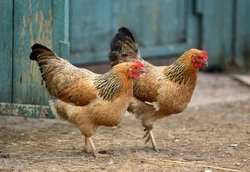 Chickens: How To Keep Lice and Mites at Bay