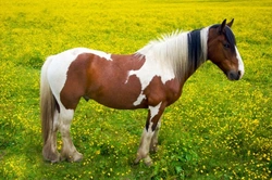 Horse and Pony Basics: Colours, Types and Markings Explained