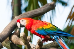The Scarlet Macaw: Caring for a Vibrant Parrot Companion