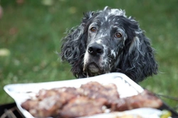 5 Seemingly Safe Barbecue Foods Your Dog Shouldn’t Eat