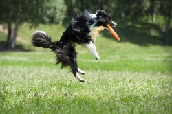 Finding Out a Dog’s Energy Level: What You Need to Know