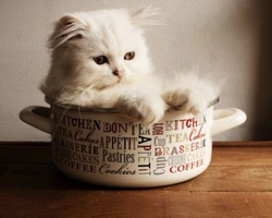 Svezzamento gattino: a che età farlo e cosa usare