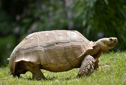 Key Considerations When Buying a Long-Lived Pet