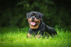 Lumbosacral Stenosis in Rottweilers: Signs and Treatment