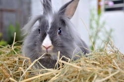 Should I Buy or Adopt a Rabbit? Key Insights