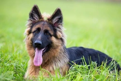 Why German Shepherds Are the UK’s Beloved Large Dog Breed