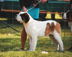 Migliore di razza report: Expo cani - Chi sono e cosa fanno