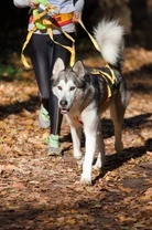 Getting Involved in Canicross: A Beginner’s Guide