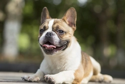 How your English, French Bulldog or Pug can join BOAS research