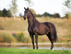 Omega-3 Supplements Benefit Horses with Respiratory Diseases