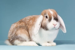Septic Arthritis in Rabbits: Symptoms, Causes, and Care