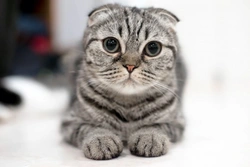 Five Common Myths About Cats Debunked