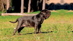 Top 5 Most Expensive Pedigree Dog Breeds in the UK 2025