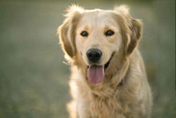 Dog Breeds Prone to Seizures: Risks and Signs to Watch