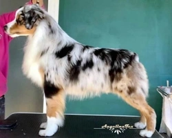 Miniature American Shepherd, un piccolo pastore molto apprezzato