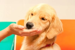 10 human foods dogs can safely enjoy and benefit from