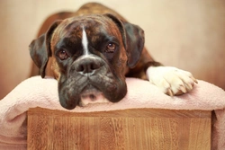 How to Stop Your Dog from Snoring: Causes & Solutions
