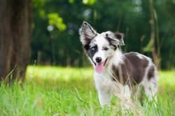 Top Benefits of Taking Your Dog for a Good Long Walk