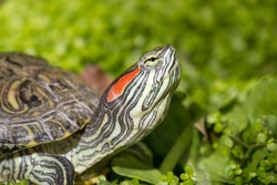 Red-eared Slider Turtle Care: Complete Guide for Responsible Owners